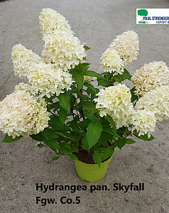 Hydrangea pan. Sky Fall 