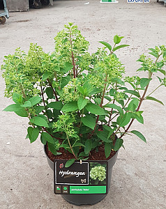 Hydrangea pan. Bobo 