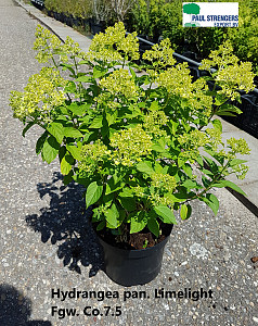Hydrangea pan. Limelight 