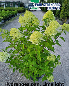 Hydrangea pan. Limelight 