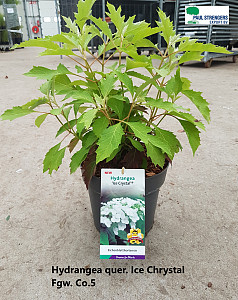 Hydrangea quercifolia Ice Chrystal 