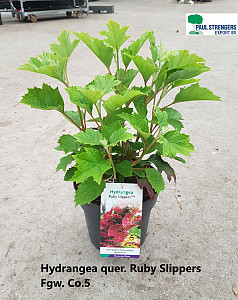 Hydrangea quercifolia Ruby Slippers 