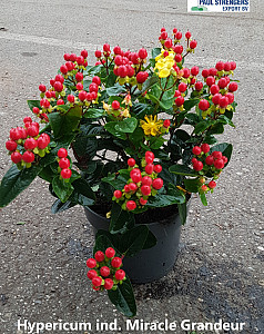 Hypericum ind. Miracle Grandeur