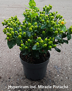 Hypericum ind. Miracle Pistache