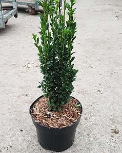 Ilex cren. Fastigiata