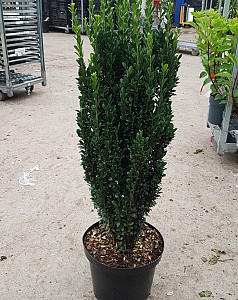 Ilex cren. Fastigiata