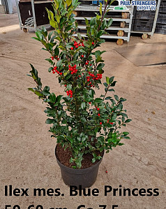 Ilex mes. Blue Princess