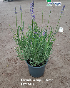 Lavandula ang. Hidcote