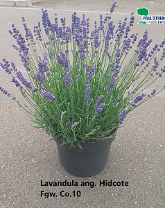 Lavandula ang. Hidcote
